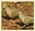 DOVES4 (Medium)